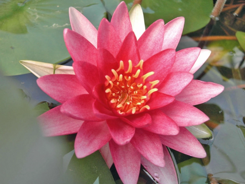 Feuer-Rote Seerose